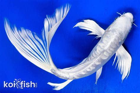 white koi fish|Shop White Koi Fish .